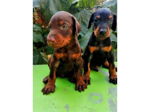 A şecereli anne ve babadan a scrli doberman yavrular