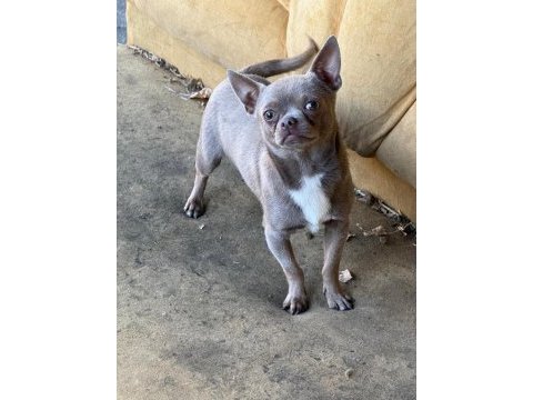Lilac erkek teacup chihuahua