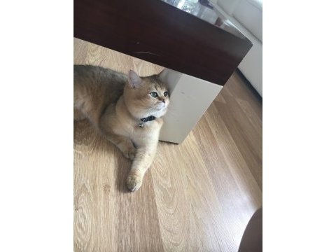 Golden british shorthair oğlumuza yuva arıyoruz