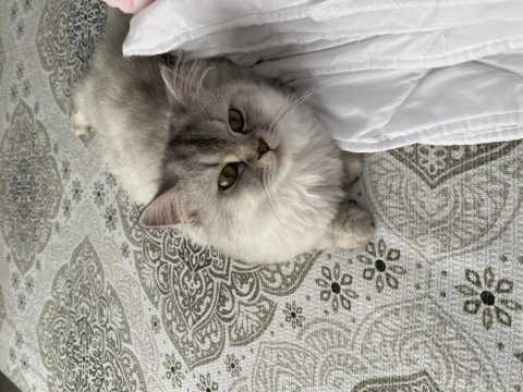 Pıtır bey iran kedisi
