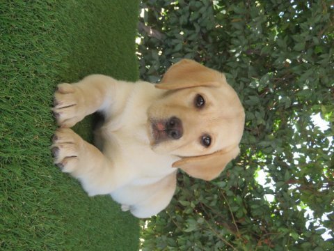 Şampiyon anne babadan fcı-kıf şecereli labrador yavru