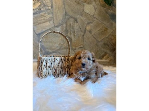 Maltipoo cinsi yavrularımız