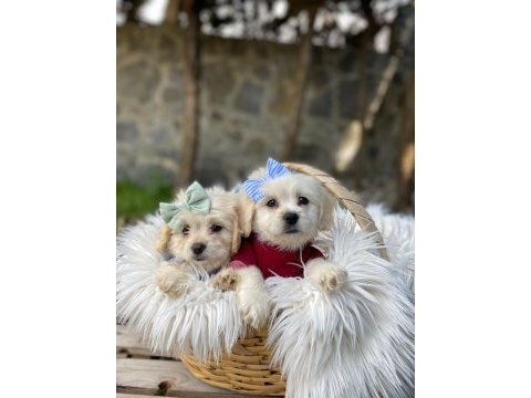 Maltipoo dişi yavrular