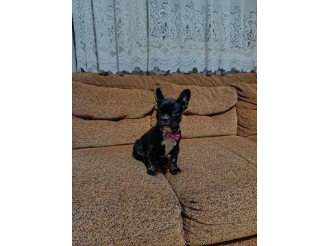 Aa kalite french bulldog dişi