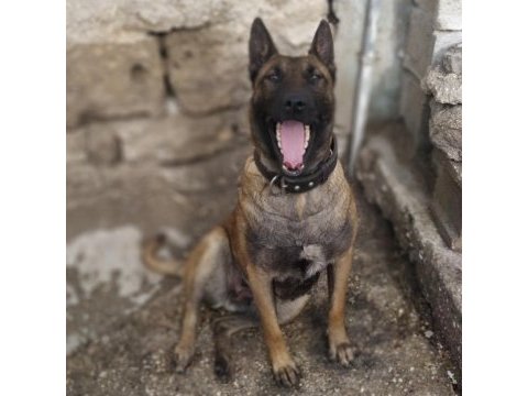 Belçika kurt malinois dişi eğitim ve scr has kan