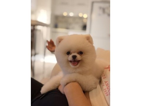 Teddy bear pomeranian yavrularımız