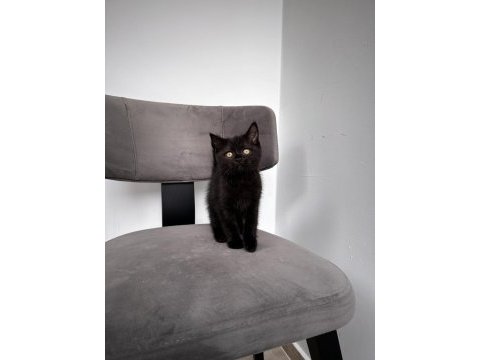 British shorthair yavrumuza aile arıyoruz