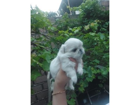 Yavru pekinez köpekler
