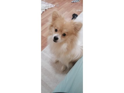 1 yaşında spitz