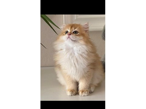 Show kalite golden british longhair yavrular