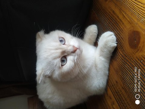 Beyaz scottish fold kedimize acil yuva arıyoruz