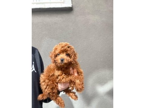 Muhteşem toy poodle yavrular