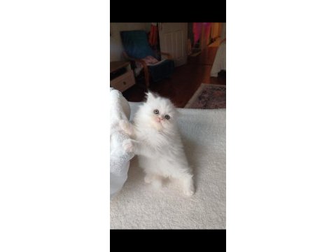 Veteriner kontrollü bebek kedilerimiz