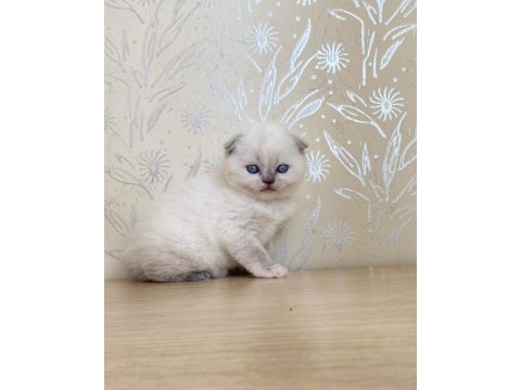 A kalite scottish fold blue point