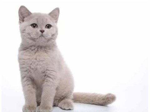 British shorthair yavrular