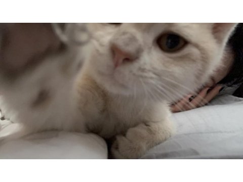 Yavru kardeşlere yuva arıyorum