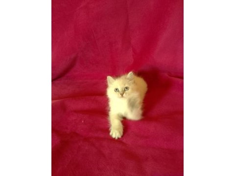 Tatlı kızımız british longhair