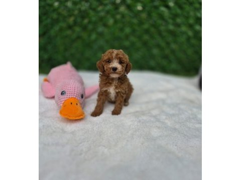 Aşılı karnelı maltipoo yavrularımız 