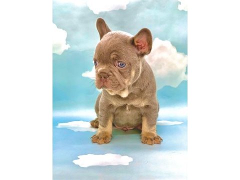 Lilac tan mavi gözlü french bulldog erkek