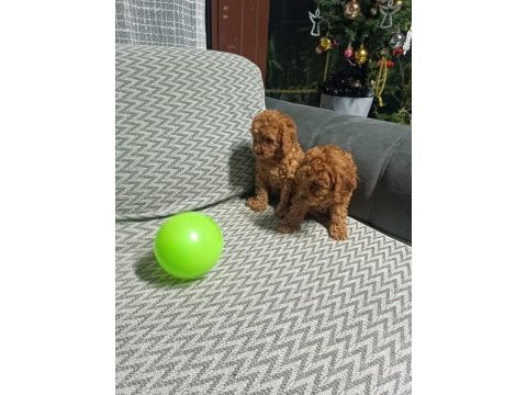 Yavru toy poodle