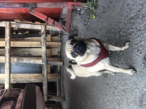 Eş pug yetişkin