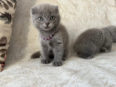 Scottish fold ve british shorthair yavrular