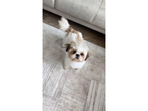 Erkek shih tzu 7 aylık