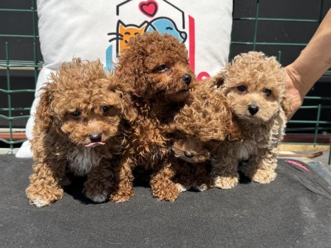 Petmode köpek çiftliğinde ziyarete açık kore maltipoo