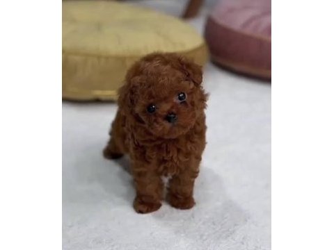 Toy poodle yavrumuz