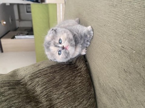 Bebek surat dişi scottish fold