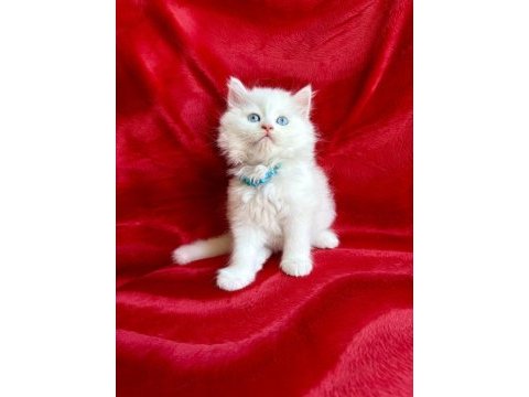Kar beyazı british longhair bebek arayanlara