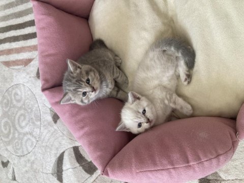 Scottish fold bebekler