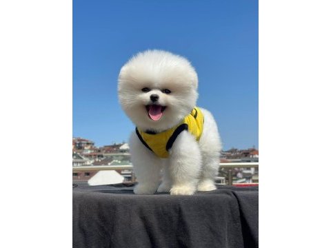 Pomeranian boo