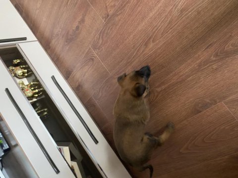 50 günlük erkek malinois günü gelen aşıları yapılı
