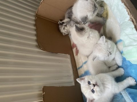 British shorthair british blue point yavruları 1 aylık