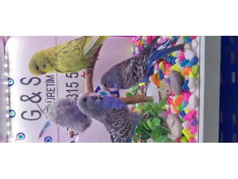 Muhabbet kuşu yavruları 30 ile 40 gün arası bebekler