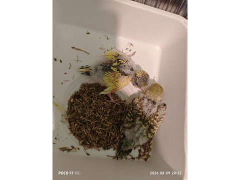 Yavrulu jumbo takım muhabbet kuşu