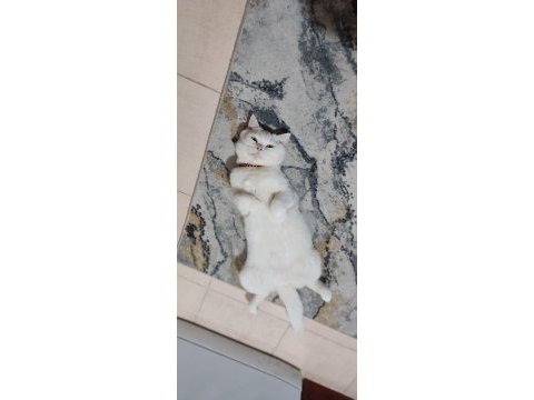 1 yaşında beyaz british shorthair