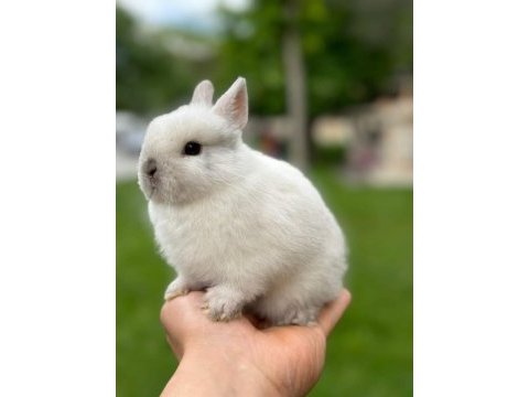 Netherland dwarf (cüce tavşan) bebekler yeni yuvasını arıyor