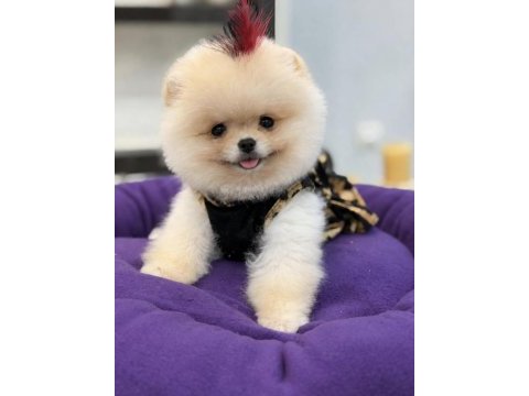 Teddy face ayı surat yapısına sahip pomeranian kızımız