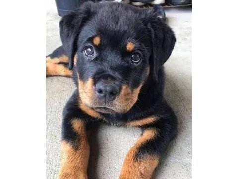 Ruhsatlı köpek çifliğinden rottweiler yavrular a scrli