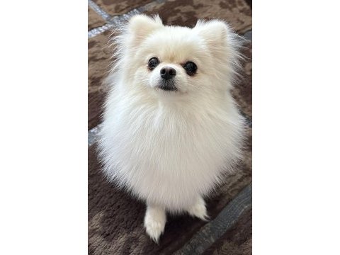 1.5 yaşında eğitimli pomeranian kızımız