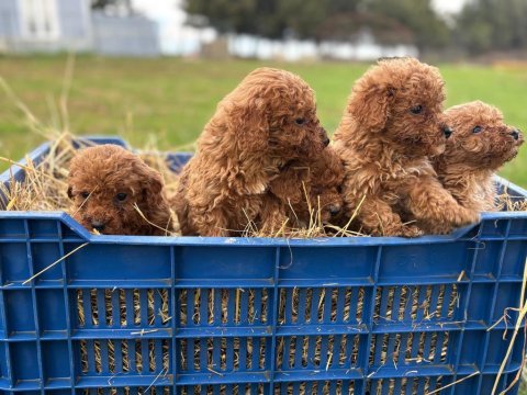 Çok sağlıklı poodle yavrular