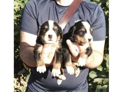 Bernese yavrularımız