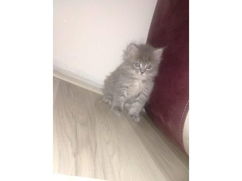 British longhair 60 günlük