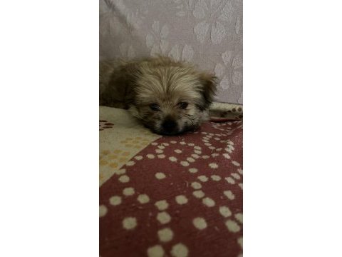 Yorkienese terrier