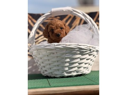 Toy poodle yavrularımız kore hazır