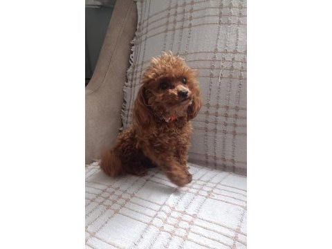 Tea cup redbrown toy poodle dişi
