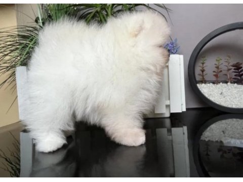 Pomeranian boo @ppuppypawbodrum