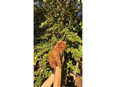 Red brown maltıpoo yavrumuz yeni yuvasına hazıd